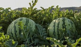 甘肃网红吃瓜,揭秘当地特色美食背后的故事